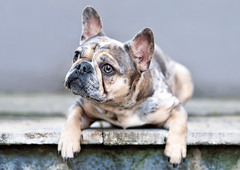 Effects of Inbreeding of Dogs